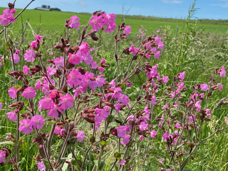 South Downs Way. Image © PlanetSKI